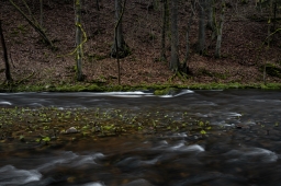 VODA 137 Ostrůvek blatouchů uprostřed řeky Kamenice u Návarova img_2635w